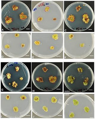 Insights into Resistance to Fe Deficiency Stress from a Comparative Study of In Vitro-Selected Novel Fe-Efficient and Fe-Inefficient Potato Plants